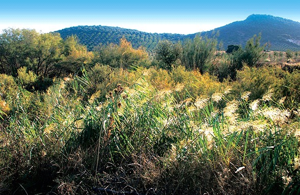 Fotografía ruta del Arroyo 'El salinoso'